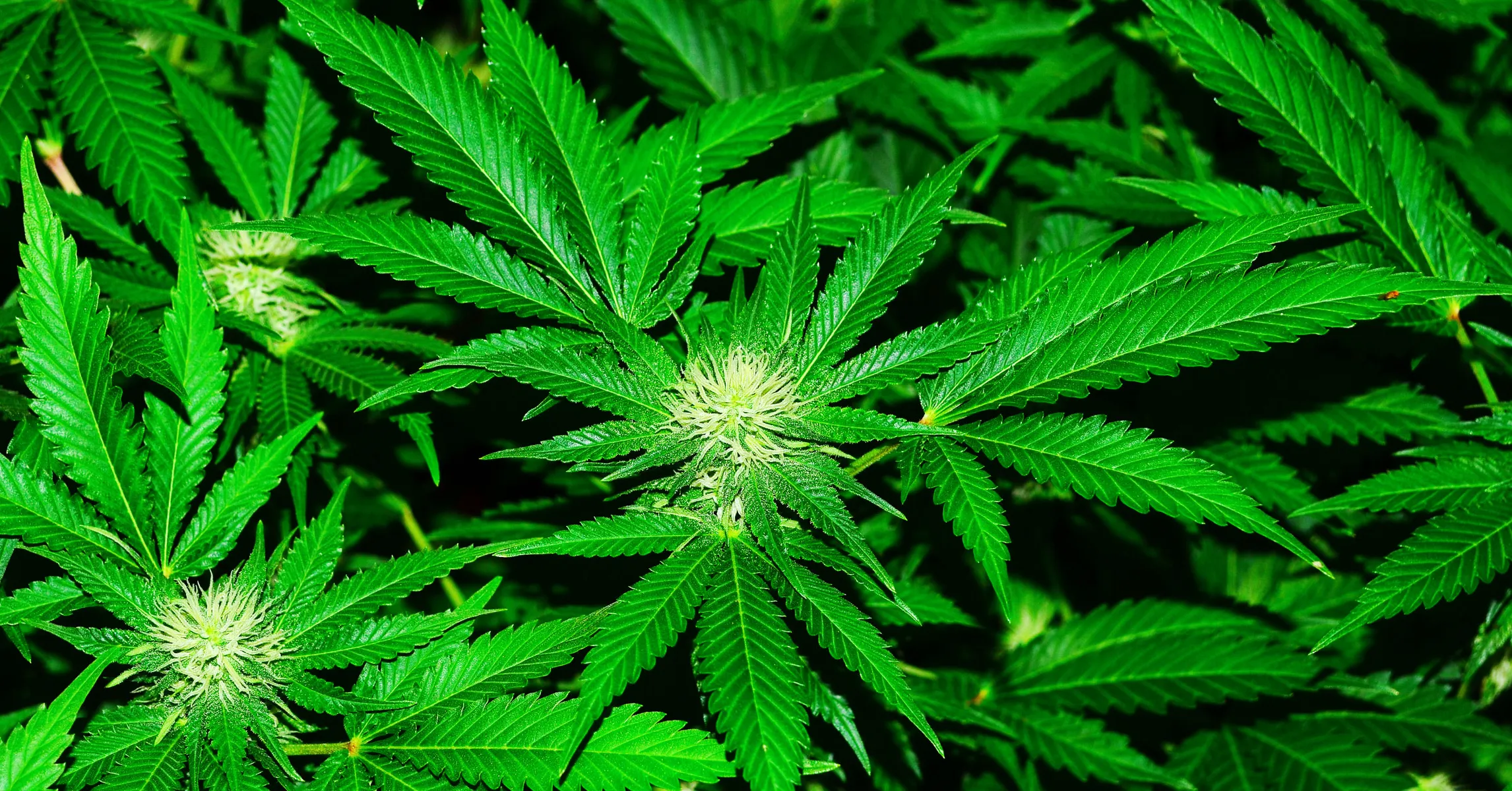 How Weed dispensaries near me Became the New Way to Buy Marijuana