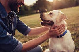 How can I find a pet-friendly rehab facility?