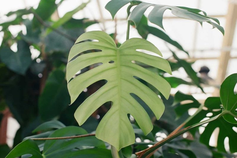 Things You Should Know About monstera deliciosa borsigiana
