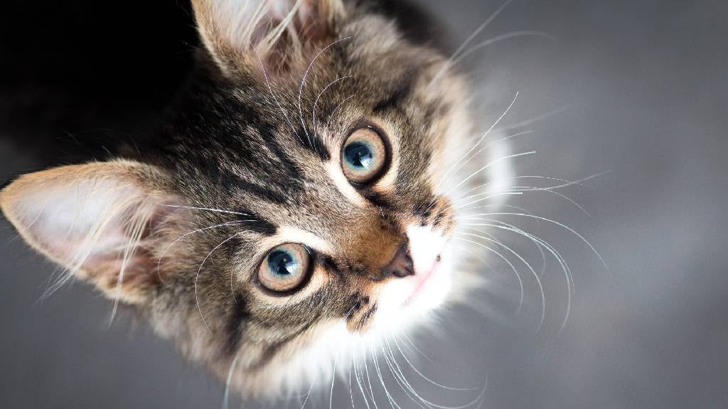 “Find Your Perfect Maine Coon: Buy Online in Ohio”